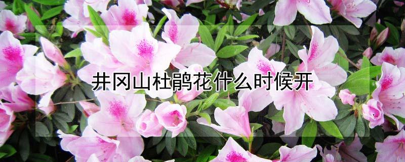 井冈山杜鹃花什么时候开（今年井冈山杜鹃花开了吗）