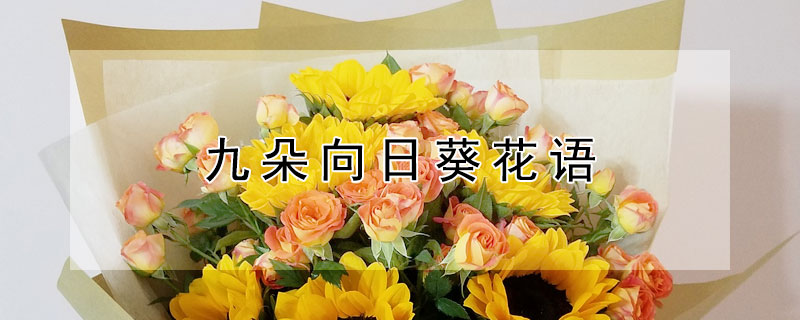 九朵向日葵花语（九朵向日葵花语是什么意思）