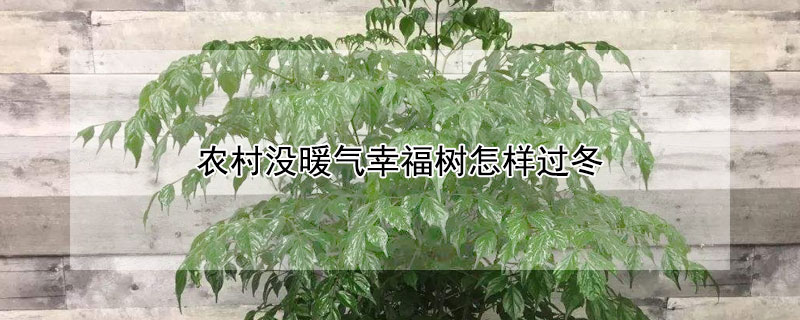 农村没暖气幸福树怎样过冬（幸福树北方能过冬吗）