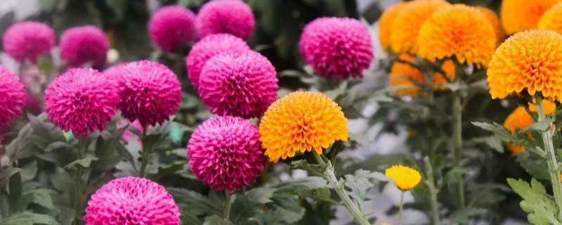 乒乓菊花语（黄色乒乓菊花语）