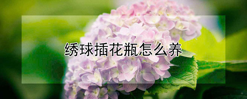绣球插花瓶怎么养（绣球花怎么在瓶子里养）