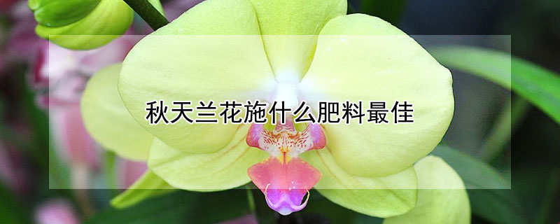 秋天兰花施什么肥料最佳（兰花春季施什么肥最好）