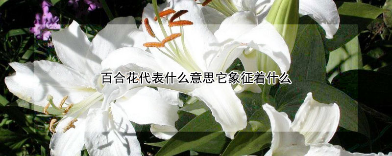百合花代表什么意思它象征着什么（百合花代表着什么象征意义）
