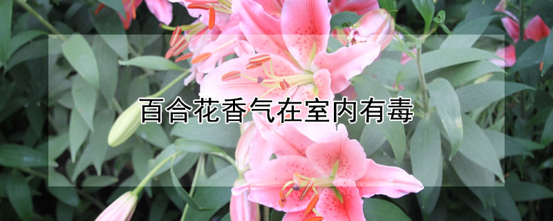 百合花香气在室内有毒 百合花香有没有毒性