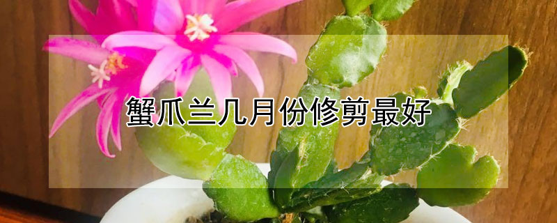 蟹爪兰几月份修剪最好 蟹爪兰几月份修剪最好视频