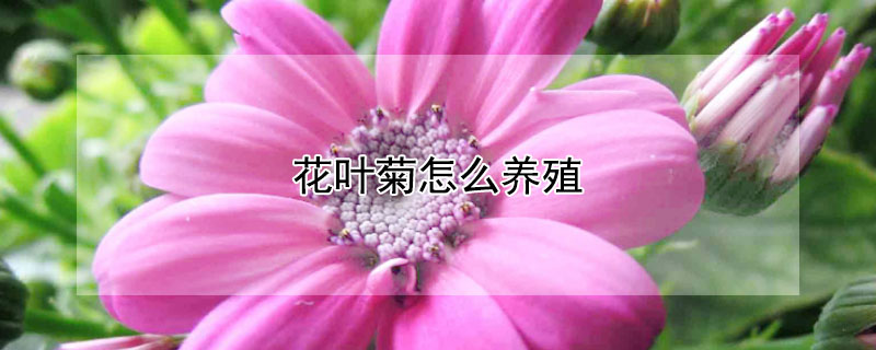 花叶菊怎么养殖（菊花可以用叶繁殖吗）