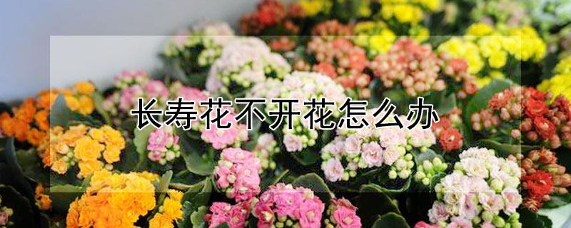 长寿花不开花怎么办（长寿花不开花怎么办?学会几个技巧）