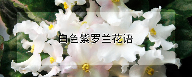 白色紫罗兰花语（白色紫罗兰花语象征与寓意）