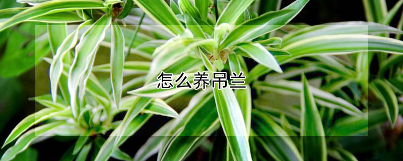 怎么养吊兰(怎样养吊兰才能又绿,又旺盛)