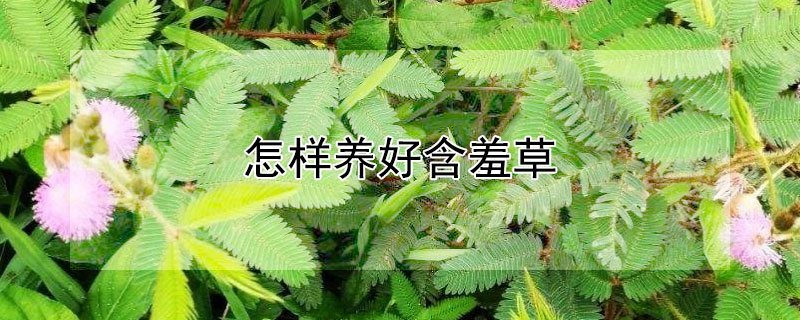 怎样养好含羞草（怎么样养含羞草）