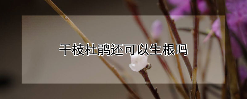 干枝杜鹃还可以生根吗（干枝杜鹃的养殖方法能有根吗）