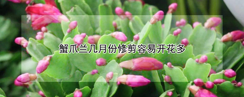 蟹爪兰几月份修剪容易开花多 蟹爪兰花期过后需要修剪吗