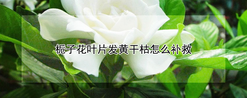 栀子花叶片发黄干枯怎么补救 栀子花干枯黄叶怎么办