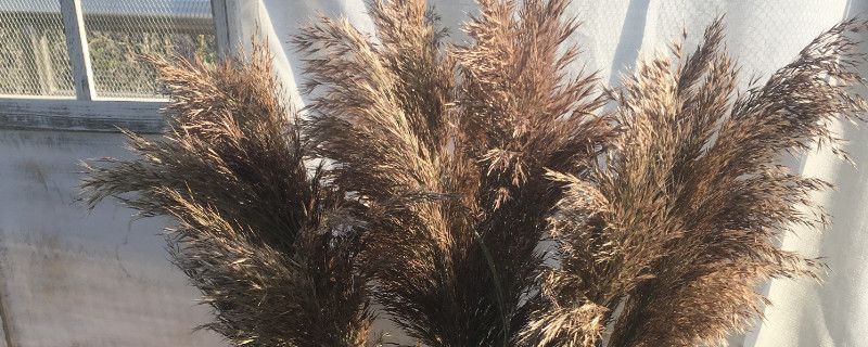 蒲苇象征着什么 蒲苇像什么