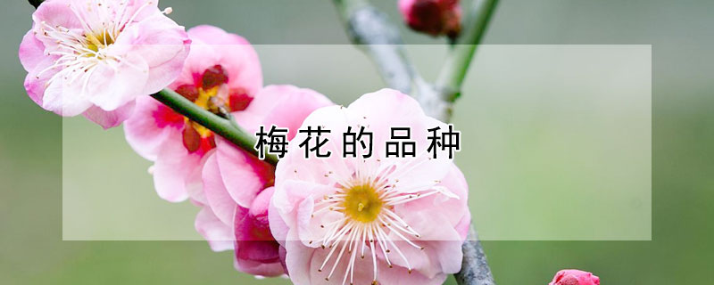 梅花的品种 梅花的品种及图片大全