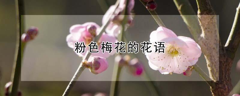 粉色梅花的花语（粉色梅花的寓意）