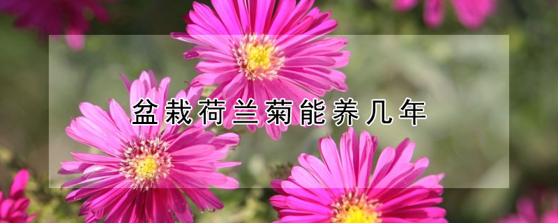 盆栽荷兰菊能养几年 荷兰菊是多年生花卉吗