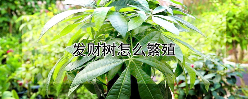 发财树怎么繁殖 发财树怎么繁殖扦插视频