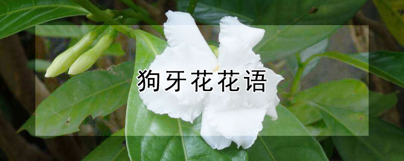 狗牙花花语 狗胡花花语