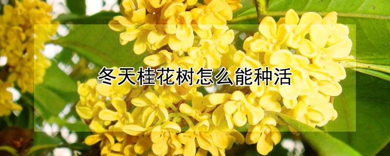 冬天桂花树怎么能种活 桂花树冬天能移栽活吗