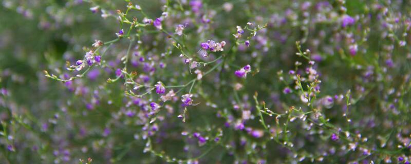 情人草花语 勿忘我情人草的花语