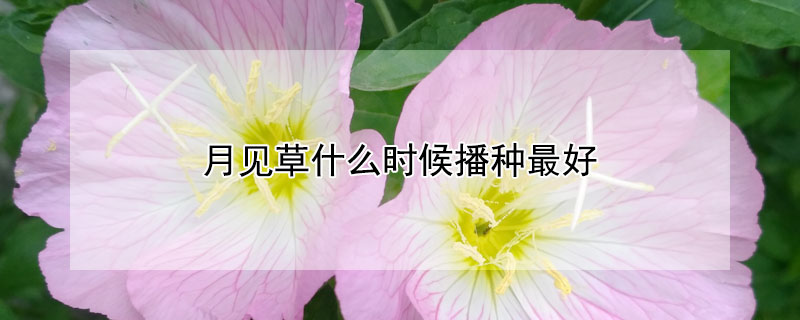 月见草什么时候播种最好（月见草什么时候播种比较好）