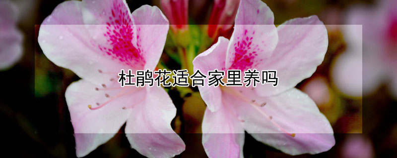 杜鹃花适合家里养吗（杜鹃花适合在家里养吗好不好养）