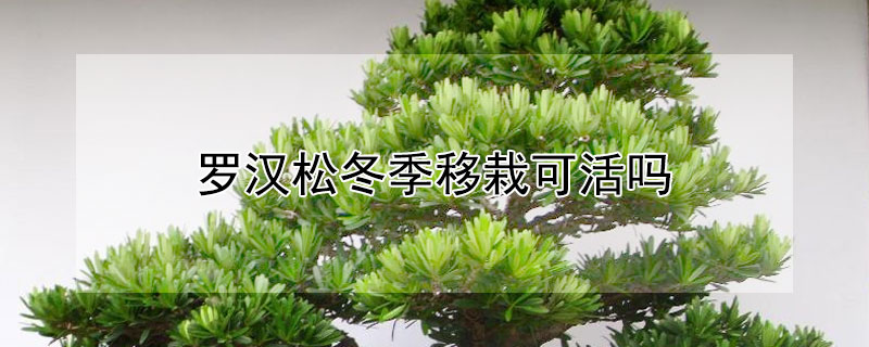 罗汉松冬季移栽可活吗 罗汉松秋季移栽易成活吗