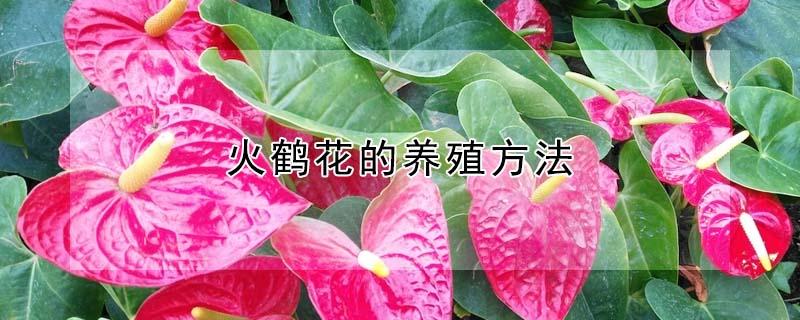 火鹤花的养殖方法(火鹤花的养殖方法红掌吸甲醛吗)
