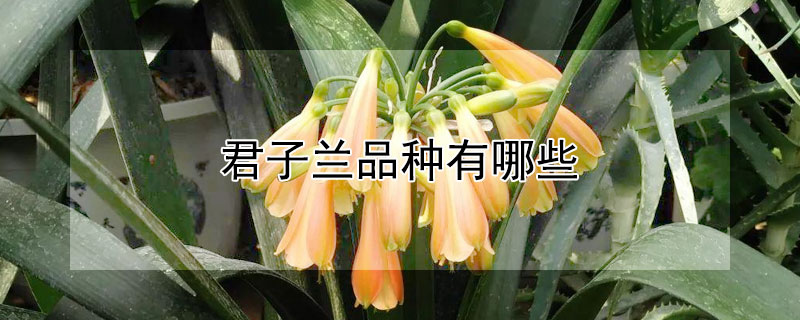 君子兰品种有哪些 君子兰各种品种