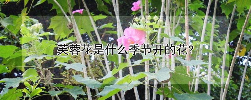芙蓉花是什么季节开的花? 芙蓉花是哪个季节开的花