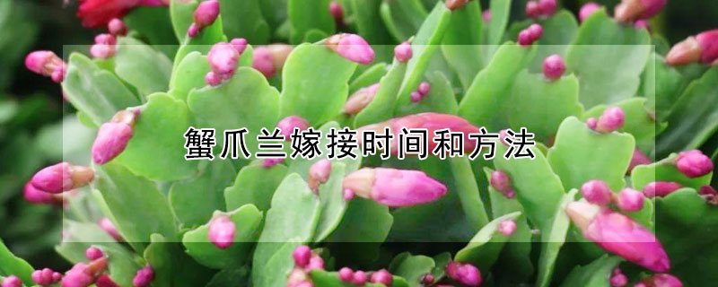 蟹爪兰嫁接时间和方法（蟹爪兰嫁接时间最好是什么时间）