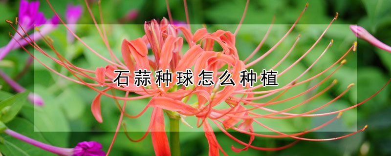 石蒜种球怎么种植（石蒜花种球怎么种）