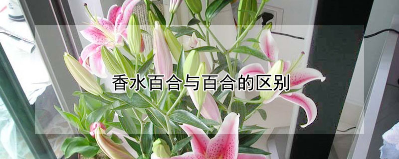 香水百合与百合的区别（香水百合是什么样的）