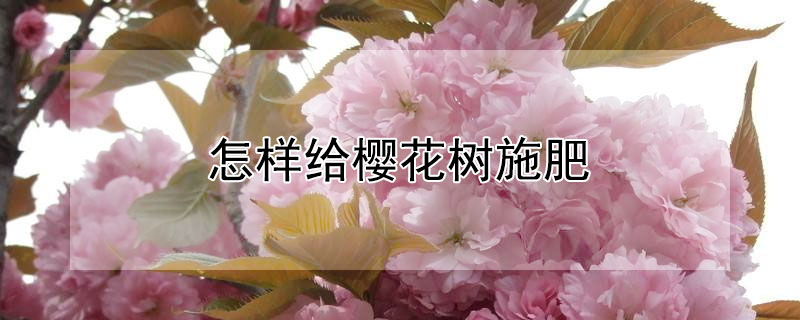 怎样给樱花树施肥(樱花树施肥与浇水技巧)