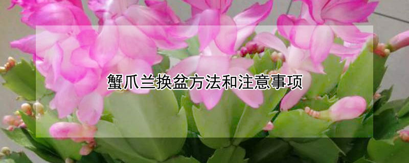 蟹爪兰换盆方法和注意事项(蟹爪兰换盆需要注意什么)