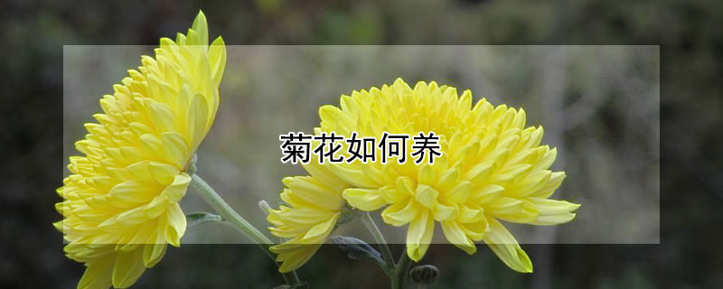菊花如何养（菊花如何养护）