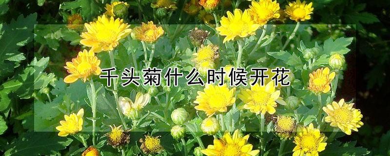 千头菊什么时候开花 千头菊什么季节开花