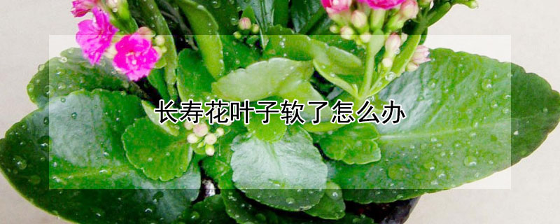 长寿花叶子软了怎么办 长寿花叶子软了以后怎么办?