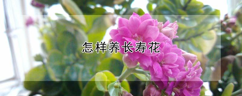 怎样养长寿花 怎样养长寿花矮壮