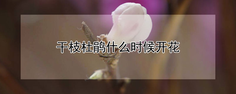 干枝杜鹃什么时候开花 杜鹃几时开花