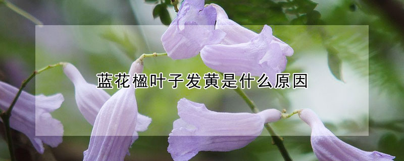 蓝花楹叶子发黄是什么原因 蓝花楹叶子枯萎