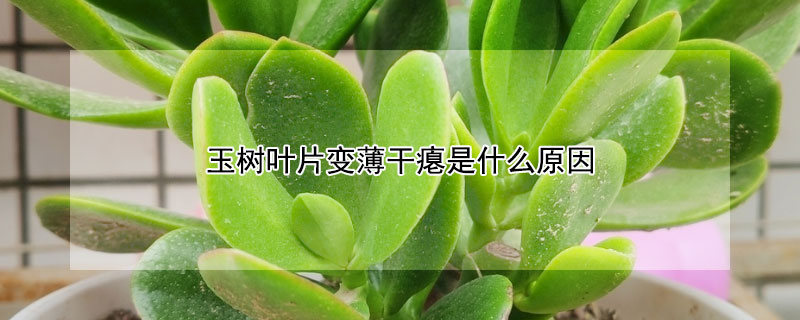 玉树叶片变薄干瘪是什么原因 玉树叶子变薄是什么原因