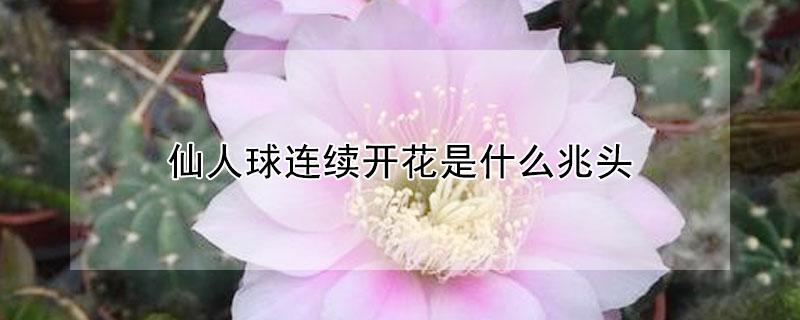 仙人球连续开花是什么兆头（仙人球连续开花什么意思）