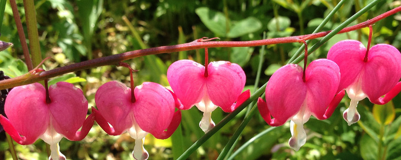 荷包牡丹寓意（荷包牡丹寓意相似的花）