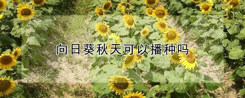 向日葵秋天可以播种吗（观赏向日葵秋天可以播种吗）