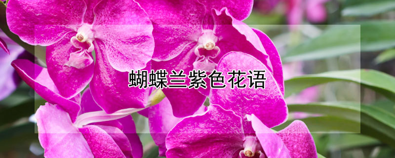 蝴蝶兰紫色花语（淡紫色蝴蝶兰花语）