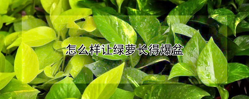 怎么样让绿萝长得爆盆(如何让绿萝快速长爆盆变绿)