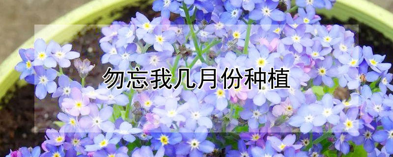 勿忘我几月份种植 勿忘我适合什么时候种植