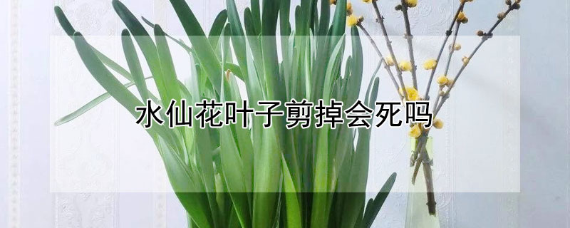 水仙花叶子剪掉会死吗（水仙花叶子能剪掉吗）